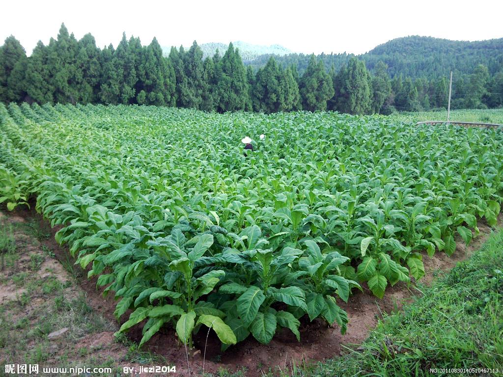 益植生生物有机肥与化肥配施对烟叶产质量的影响试验报告