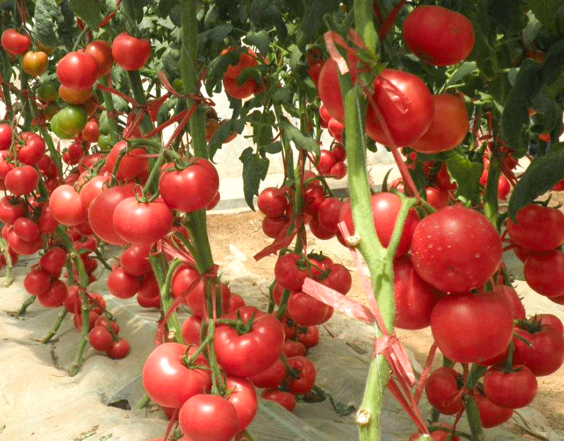 益植生®生物有机肥在番茄上的应用案例