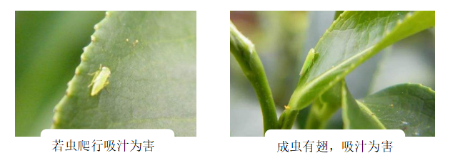 茶小绿叶蝉的发生与防治建议